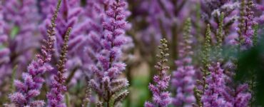 astilbe