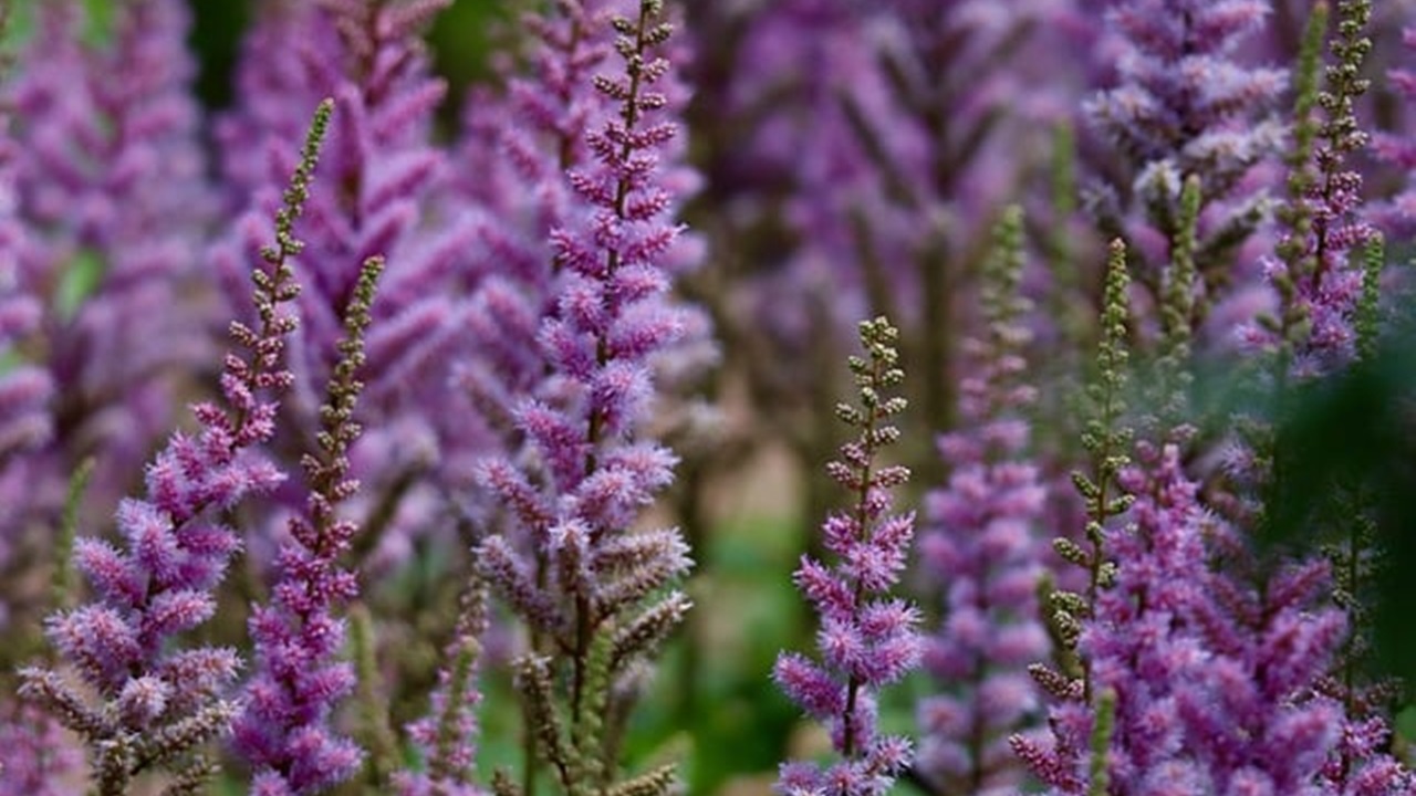 astilbe