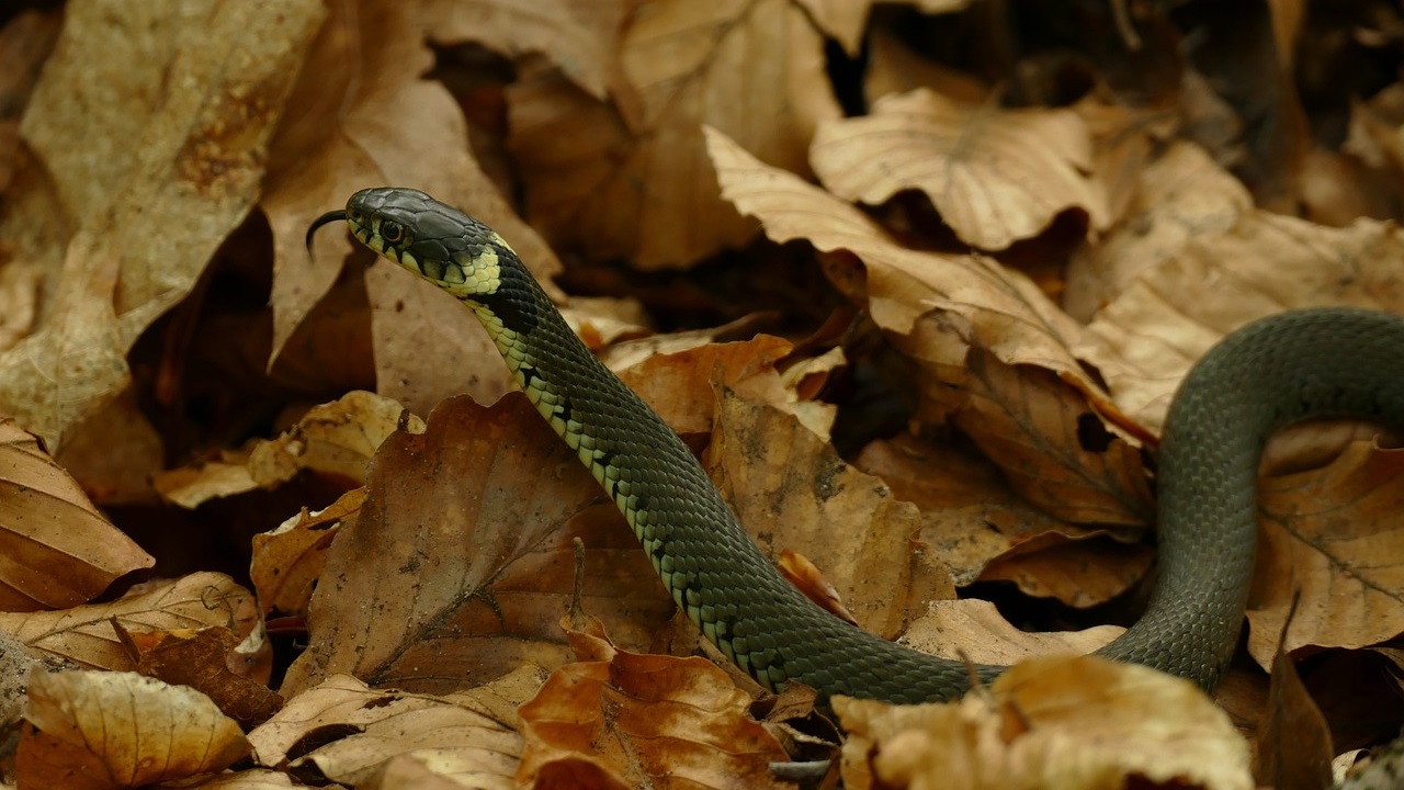 serpente