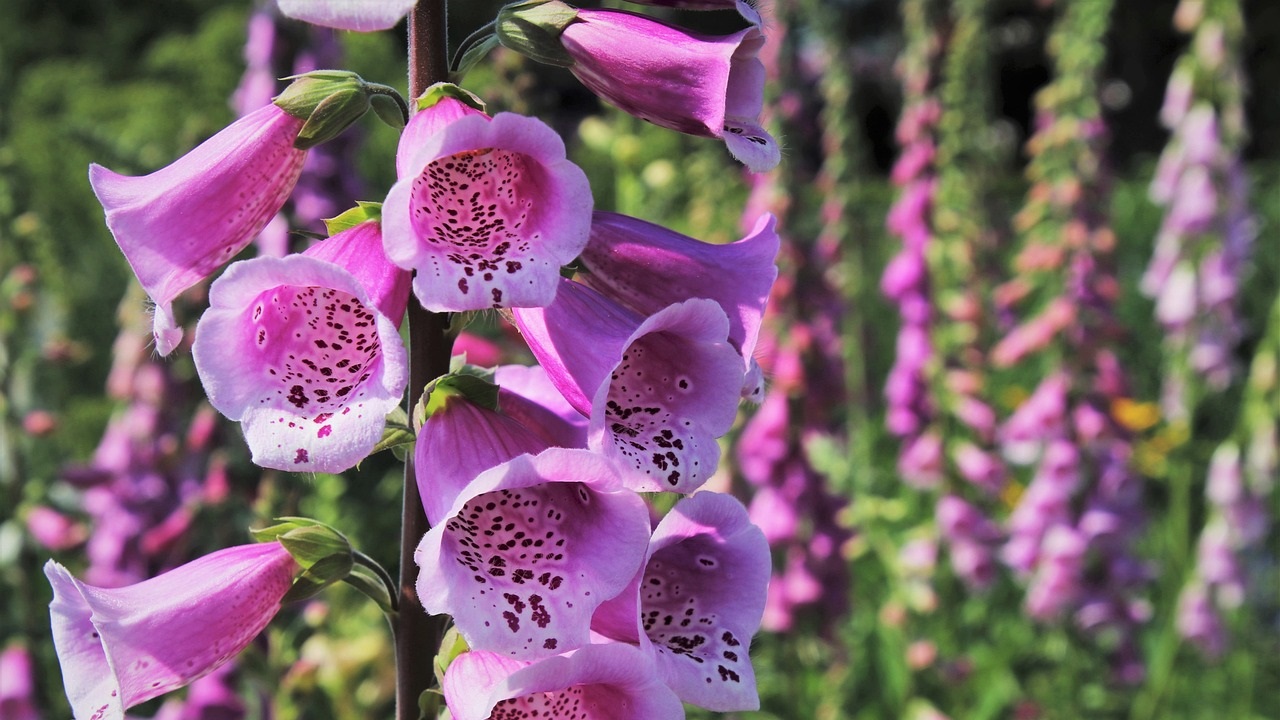 Digitalis purpurea