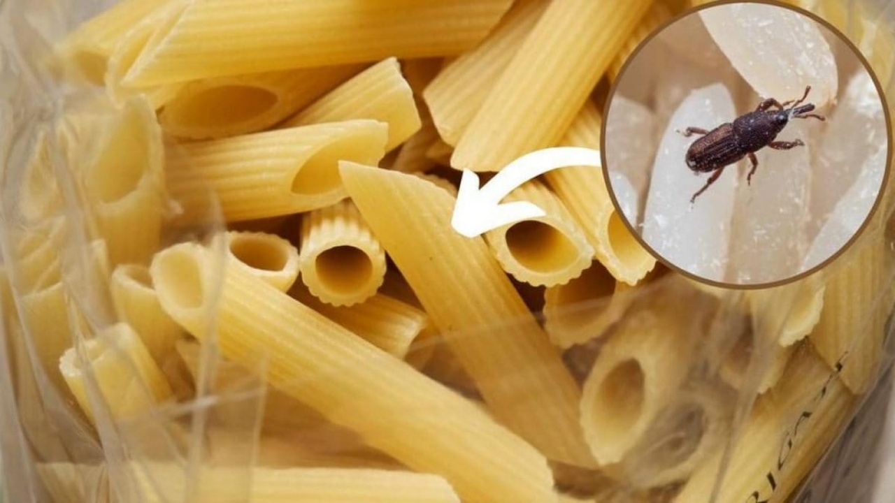 farfalline pasta