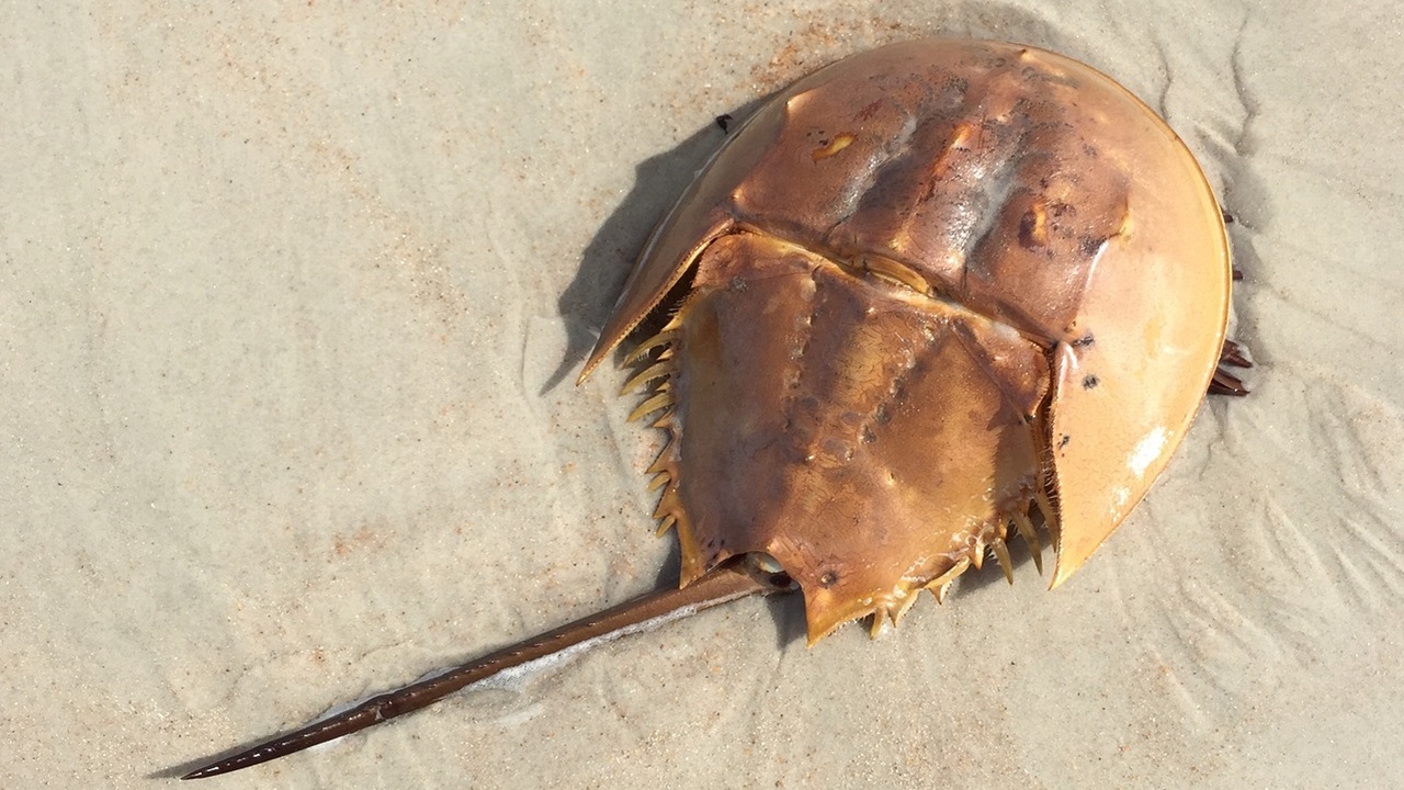 limulus spiaggia