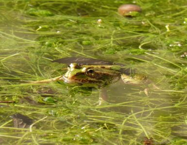 pianta invasiva esotica