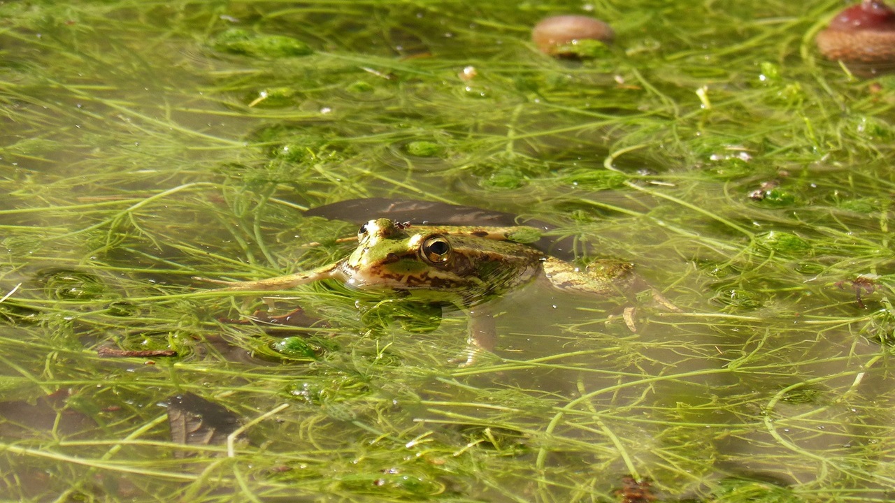 pianta invasiva esotica