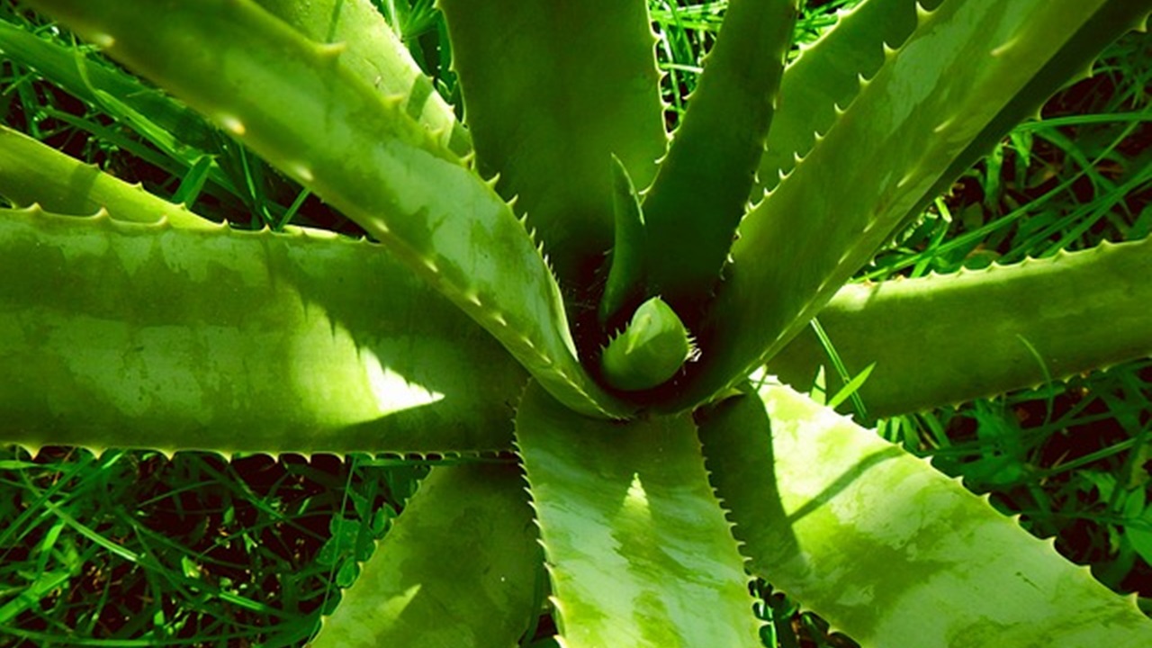 aloe vera