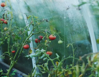 pomodori salvia