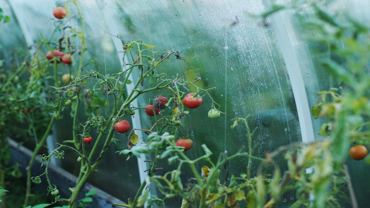 pomodori salvia