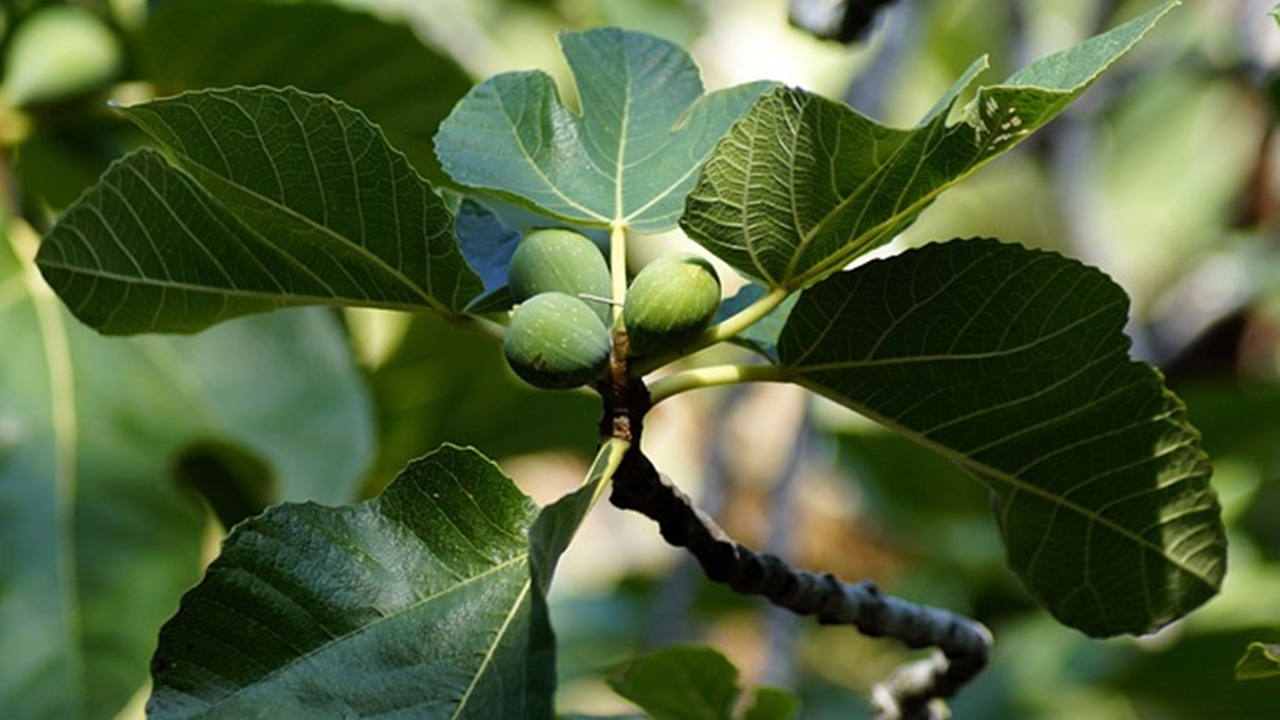 albero di fico