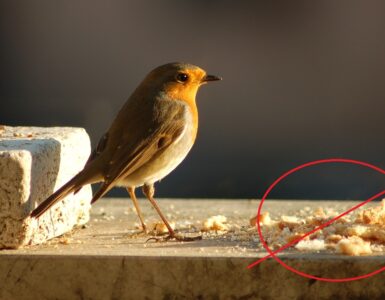 uccellini pane