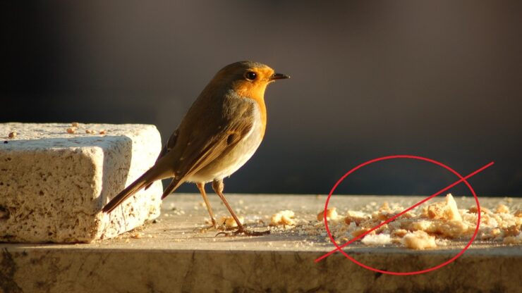 uccellini pane