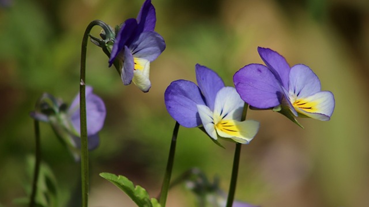 viole del pensiero