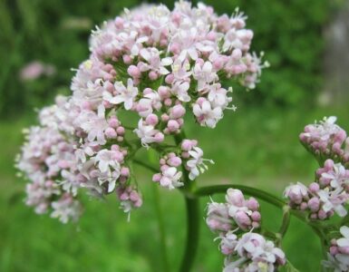 valeriana