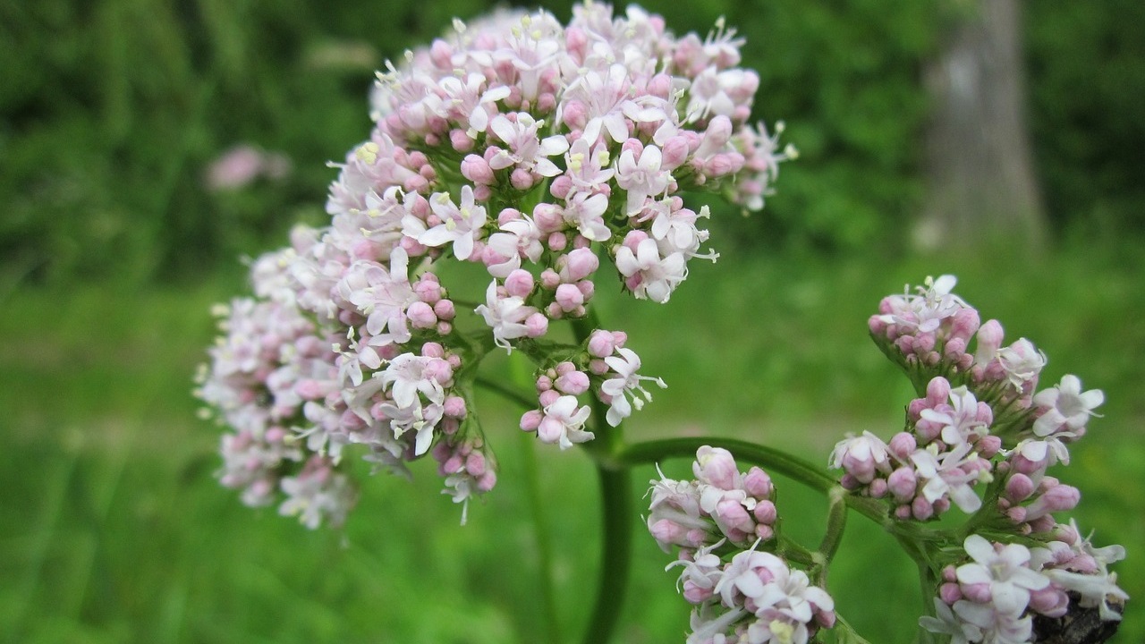 valeriana