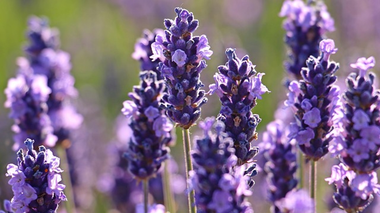 lavanda