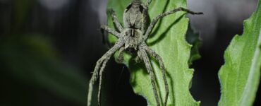 Lycosidae