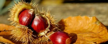 ricci castagne