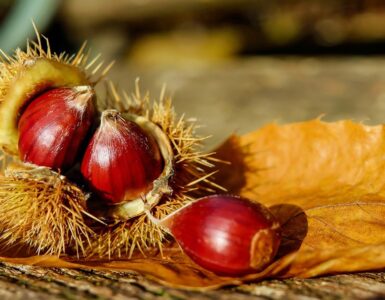 ricci castagne