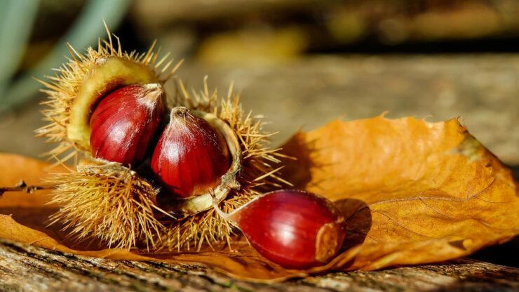 ricci castagne