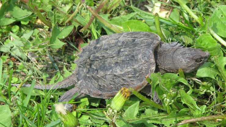 tartaruga pericolosa