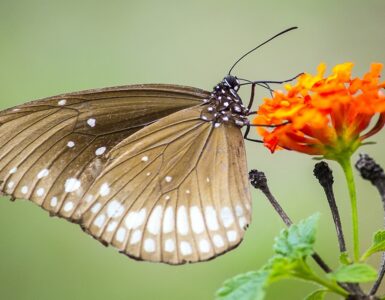 lantana farfalla