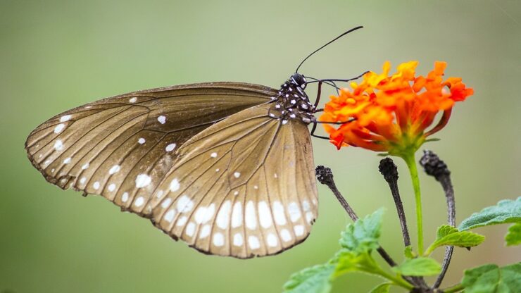 lantana farfalla