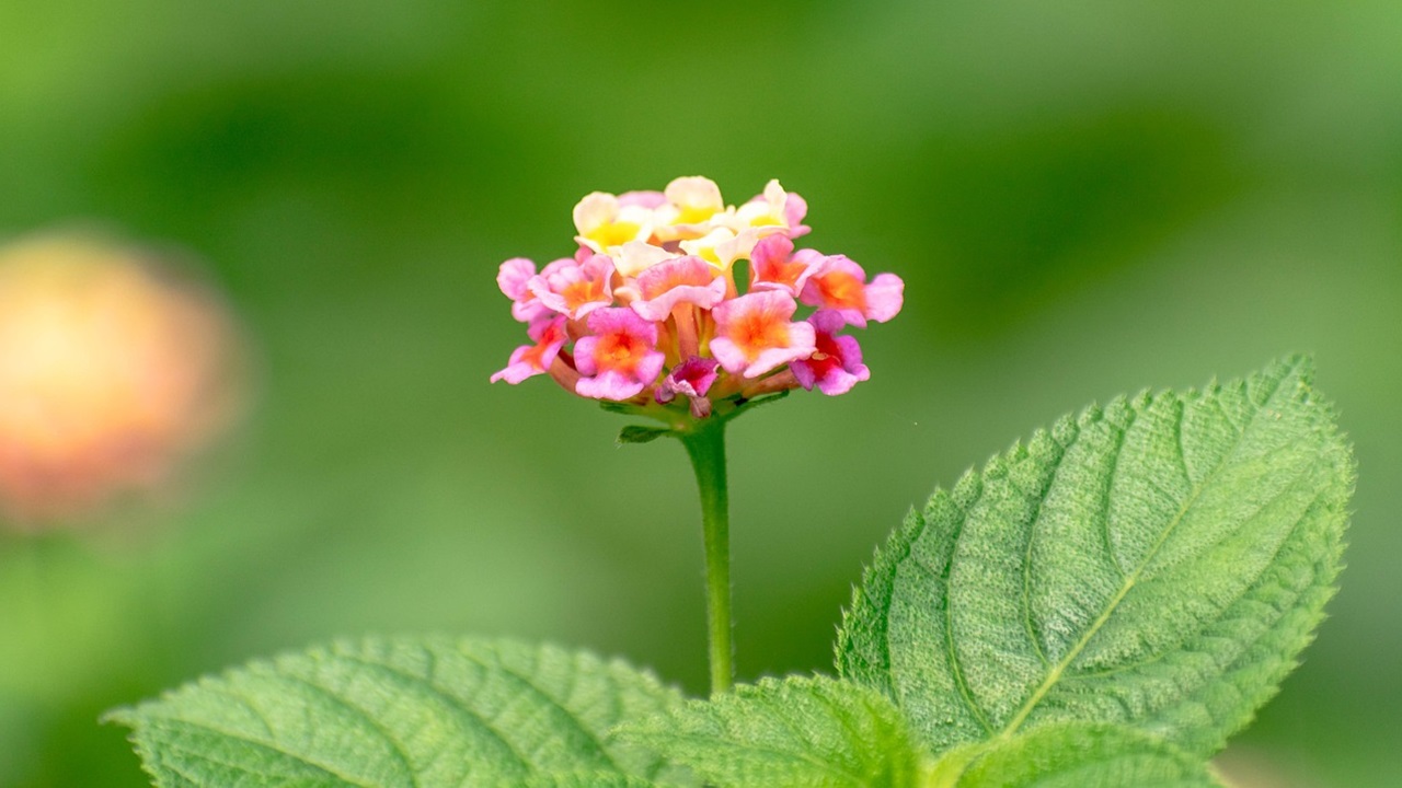 lantana fiore