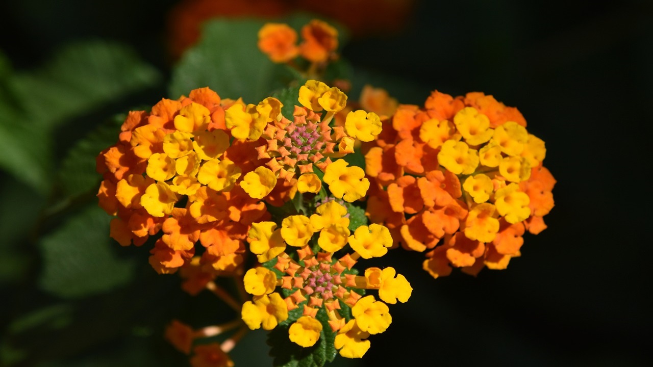 lantana