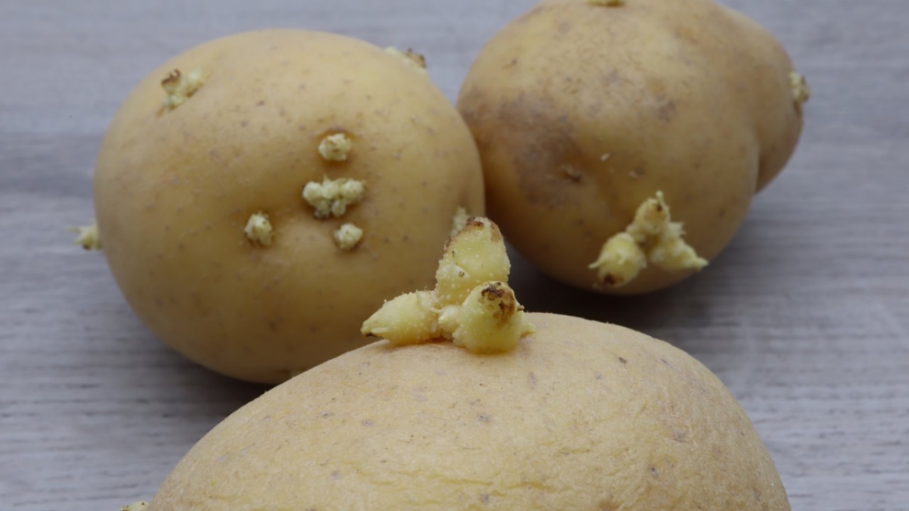 patate germogiate